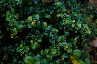 Close-up of fresh green leaves on plant
