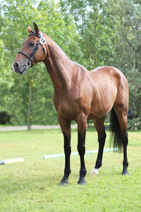 Horse standing on field