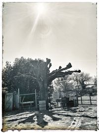 Trees in park against sky on sunny day