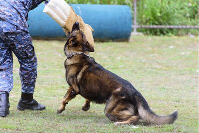 Low section of person with dog on grass