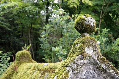 Roof covered with moss