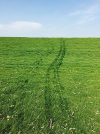 Meadow with tire tracks