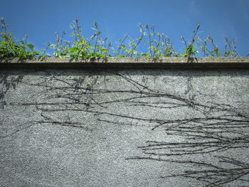 Low angle view of ivy against clear sky