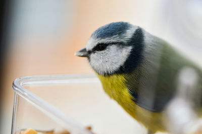 Close-up of bird perching outdoors