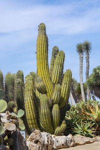 Cactus growing on field against sky