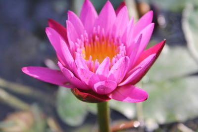 Close-up of pink water lily