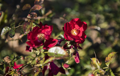 Close-up of red flowering plant