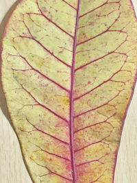 High angle view of leaf on plant