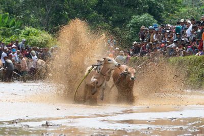 Group of people looking at bulls running on land