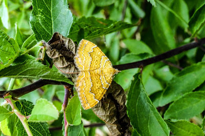 Close-up of yellow leaf on plant