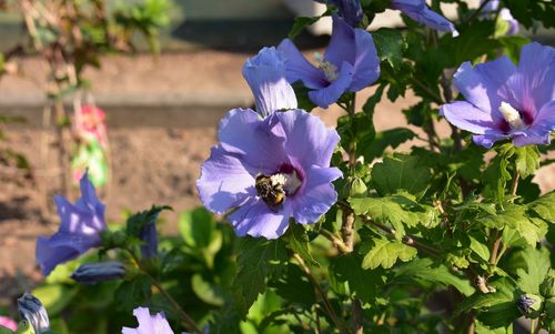 Close-up of purple flowering plants