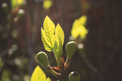 Close-up of yellow leaves