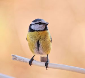 Close-up of bird perching