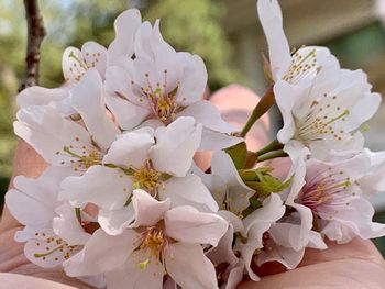 Close-up of white cherry blossoms