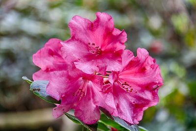 Close-up of pink cherry blossom