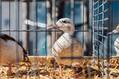 Close-up of birds perching on metal