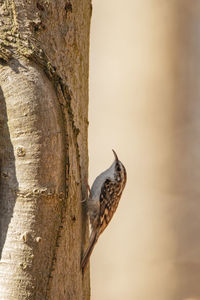 Close-up of bird perching on tree