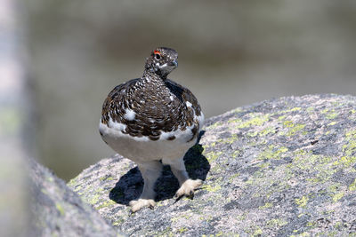 Close-up of bird perching on rock