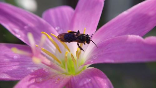 Close-up of insect on pink flower