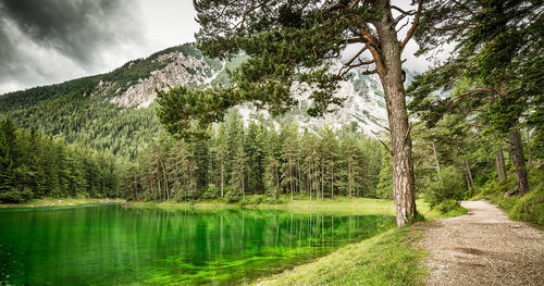 Scenic view of lake in forest