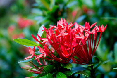 Close-up of red flowering plant