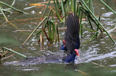 High angle view of purple swamphen in lake