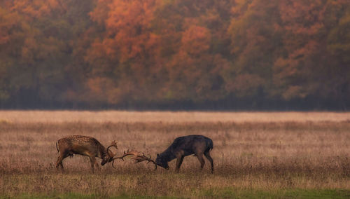 Wild deer dama dama fighting in autumn magic morning, in the forests of romania