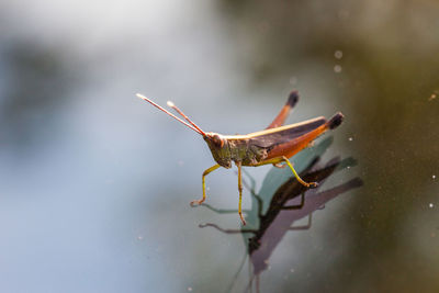 Close-up of insect