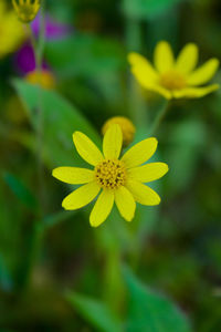 Close-up of yellow flowering plant