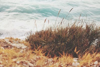 Close-up of grass on beach