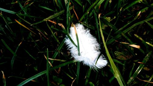 Close-up of white feather on grass