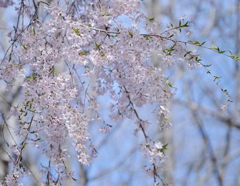 Low angle view of cherry blossom tree