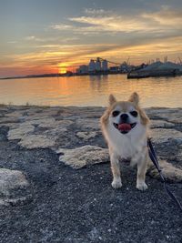 Dog standing in sea during sunset