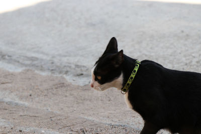 Cat looking away