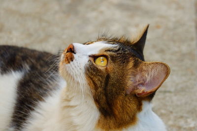 Close-up of a cat looking away