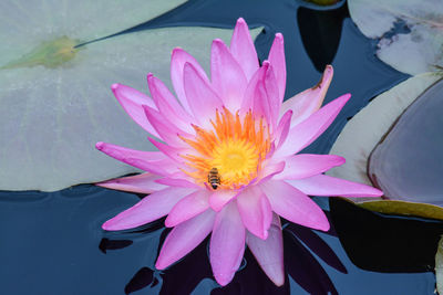 Close-up of pink water lily in lake with a bee perched inside 