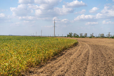 Scenic view of agricultural field against sky