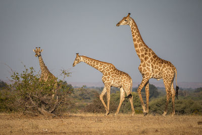 Giraffe in the wild, east africa