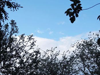 Low angle view of tree against blue sky