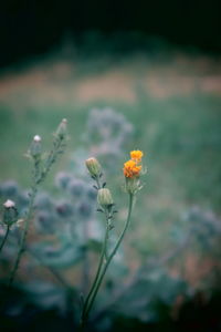Close-up of yellow flowering plant on field
