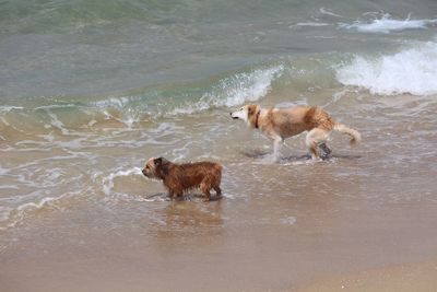 High angle view of dogs in sea