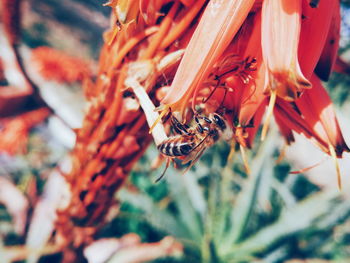 Close-up of bee pollinating on flower