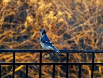 Bird perching on a railing