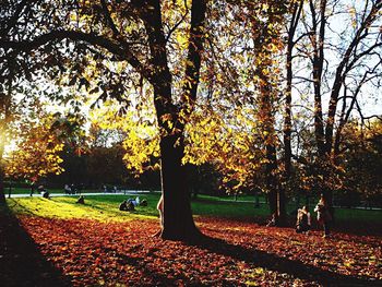 Trees in park during sunset