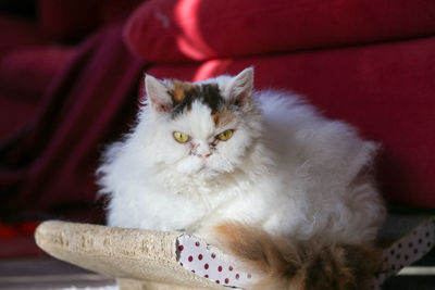 Portrait of cat relaxing at home