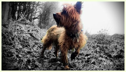 Dog standing on field