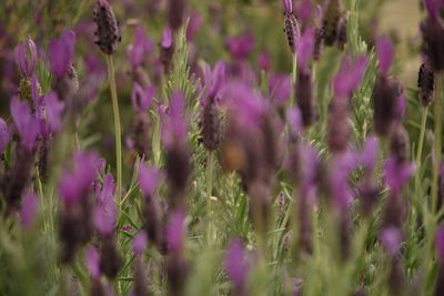 Close-up of purple flowering plants on field