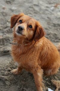 Close-up portrait of dog