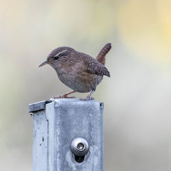 Close-up of wren perching on metal pole