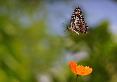 Close-up of butterfly pollinating on flower
